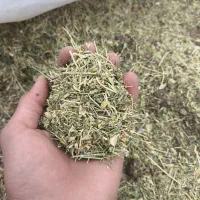 علف یونجه