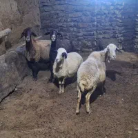 گوسفند داشتی