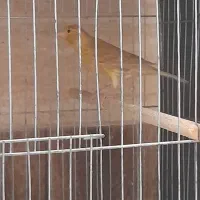 قناری زیتونی