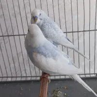 مرغ عشق