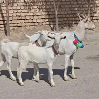 بز سانن اصل با جفت بزغاله ماده اصل بزرگ