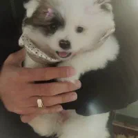 واگذاری سگ پامرین