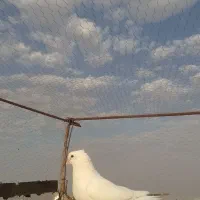 سفید بهبهونی