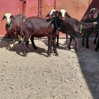 بره ماده غزل افشار