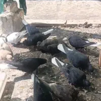 کبوتر دم سفید رنگی