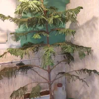 گلدان کاج مطبق