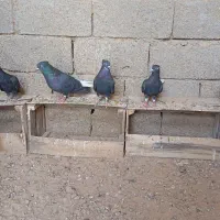 اشعل