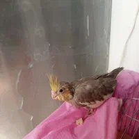 جوجه عروس هلندی سرلاکی