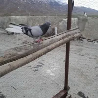 سلام یک نر قارای تخت دم سفید