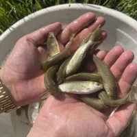 بچه ماهی کپور امور خوراک ماهی