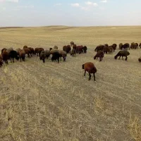 گوسفند