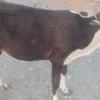 ۲ عدد گوساله نر