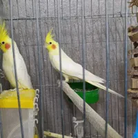 پرنده عروس هلندی درجه یک سایز کینگ مولد