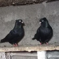 سبز و زاغ ابادنی