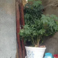 گل شیلفر ابلق