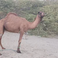 جاسک|حیوانات مزرعه|جاسک, |دیوار