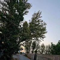 باغ-وباغچه185متری-دارای-انشعابات-گاز-آب-کنتوربرق-times