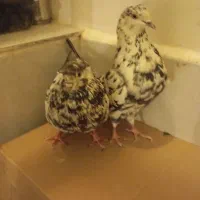 پرنده آسمان