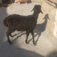 بره ماده لنگه ای دوتا سه تا خوش قیمت ۱۰۵۰۰