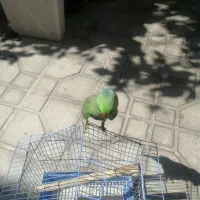 ملنگو