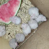 همستر های بازیگوش