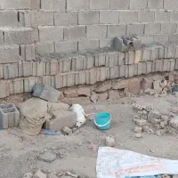 سگ پاکوتاه