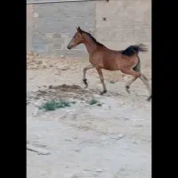 اسب|اسب و تجهیزات اسب‌سواری|سپیدان, |دیوار