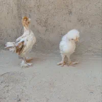 مرغ تزیینی عمده