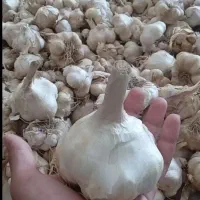 فروش سیر محلی درشت