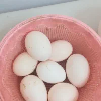 تخم مرغ بومی