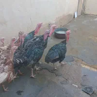 بوقلمون برای فروش