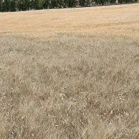 گندم به صورت سر پا خ ری دار مزرعه گندم