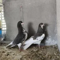 فروش دو جفت شهری گلدار