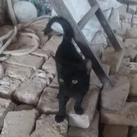 بچه گربه رایگان