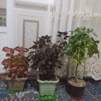 گل و گیاه
