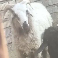 فروش ۳ راس بره نر در شهرستان نی ریز
