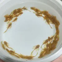 کت فیش پوزه بوته ای باله بلند