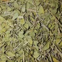 اویشن برگ پهن ۱۰ درصد گل . سبز . اویشن امسال .