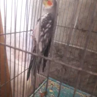 عروس هلندی ۳ عدد
