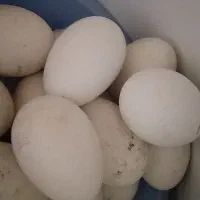 تخم قاز نطفه دار