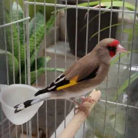 سهره کرمونی بخون