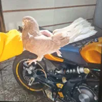 کبوتر گمشده