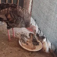 بوقلمون با جوجه
