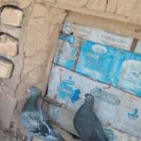 کبوتر