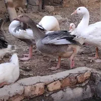 غاز وبوقلمون
