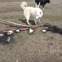 سگ گله ونگهبانی