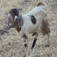 بزپاکستانی نروماده ۶راس