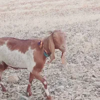 دونه ای ۳۵میلیون