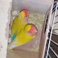برزیلی