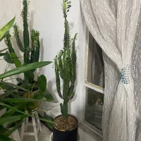 گل های آپارتمانی